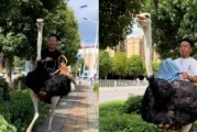 雲南男子年輕騎鴕鳥上路 速度達七八十邁