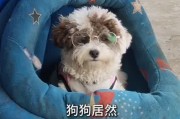 小狗高度近視戴眼鏡　常撞家具覓食困難