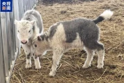 助力保育瀕危物種！中國首次批量克隆十頭犛牛
