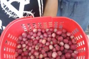 粉藍莓身價飆漲十倍達四百元一斤