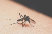 2026年首個蚊子包來襲