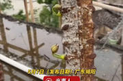 活久見！揭陽未完工樓房鋼筋竄出嫩芽