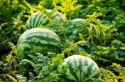 韓國四月反常熱浪　夏日食品採購激增