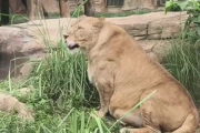 成都動物園回應獅子被嫌太胖