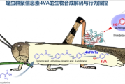 防控新思路！中研院解析蝗蟲信息素完整生合成途徑